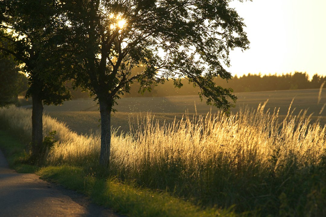 farmer in danish field